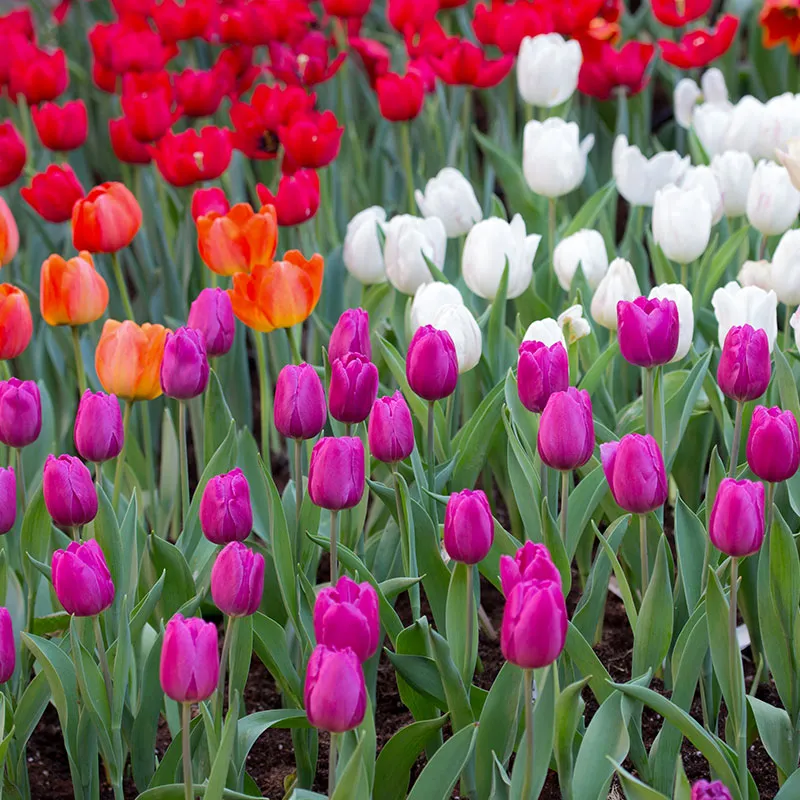 Visit Keukenhof from The Hague